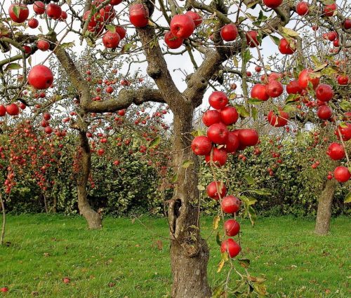 fruit tree sprayers