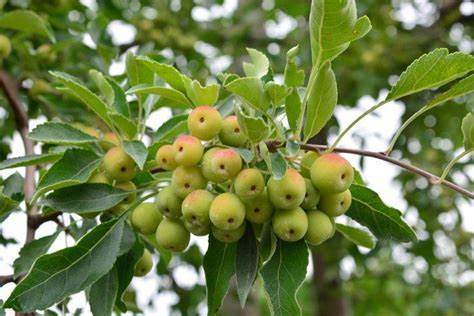tree pesticide sprayers