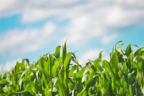 best spray machine for agriculture